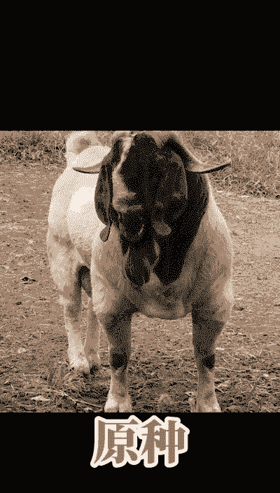 波尔山羊能卖多少钱一只