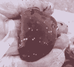 肉鸡死后肝脏发黑