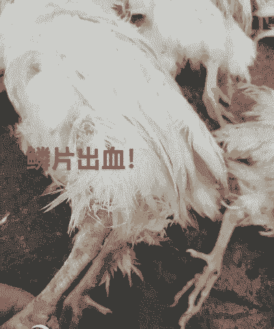 肉鸡死亡身上发红