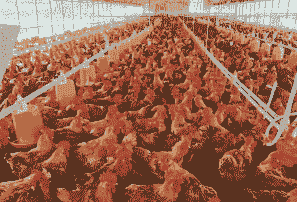 青岛肉鸡养殖现状