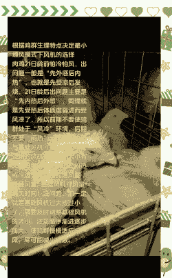 肉鸡夏季通风要点