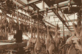 全国肉鸡最大屠宰