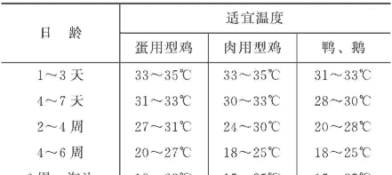 肉鸡低温育雏温度