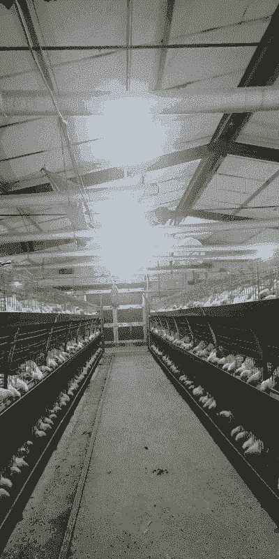 肉鸡养殖大棚成本