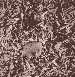 肉鸡粪便发黄 饲料