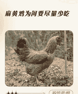 黄麻肉鸡饲养密度
