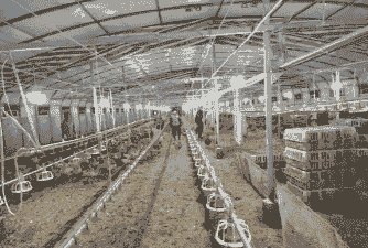 肉鸡自动喂料价格