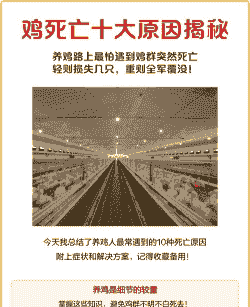 肉鸡突然死亡原因