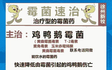 肉鸡霉菌中毒治疗