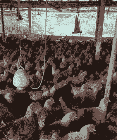 麻黄肉鸡体重对照