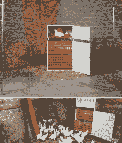 肉鸡里面怎么布置