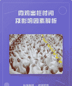 欧洲肉鸡出栏时间