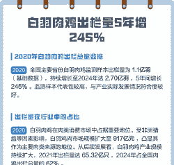 白羽肉鸡多久出栏