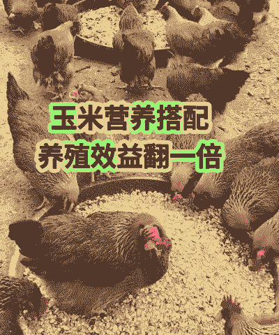 肉鸡需要多少玉米