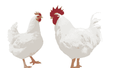 白羽肉鸡 周期向下