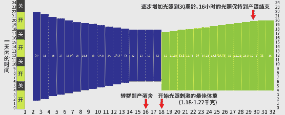 肉鸡光照时间程序