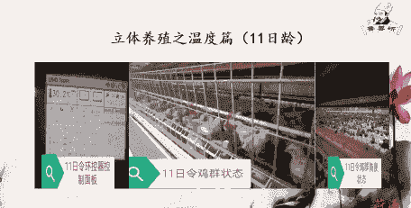 白羽肉鸡适宜温度