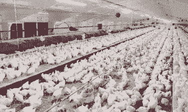 肉鸡养殖的最佳环境