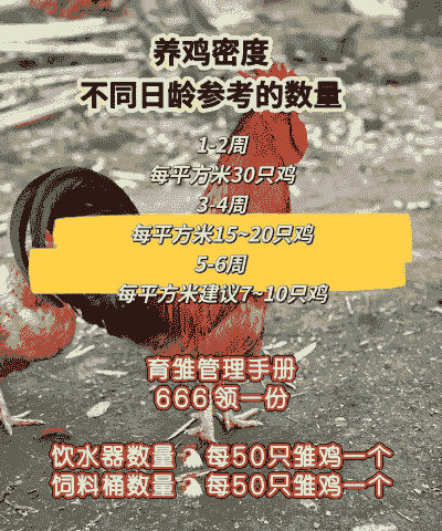 肉鸡饲养密度过稠