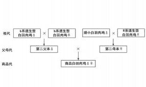 白羽肉鸡父母代周期