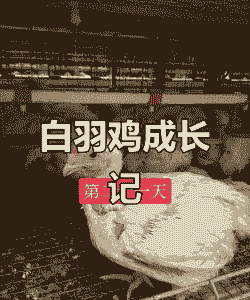 白羽肉鸡组织发育顺序