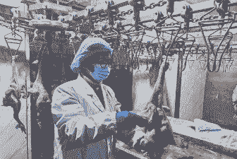 屠宰肉鸡的检疫程序