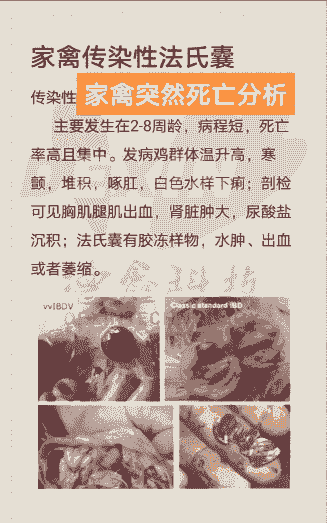 肉鸡法氏囊好治吗