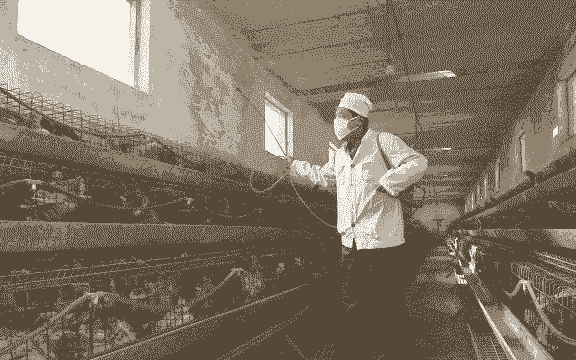 笼养肉鸡带鸡消毒