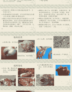 肉鸡细菌感染的原因