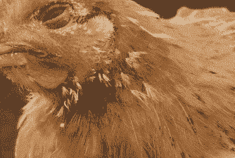 肉鸡眼睛潮红变形