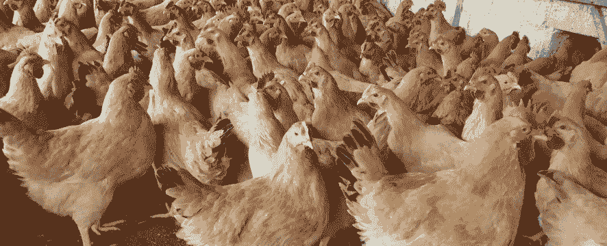 河源温氏肉鸡品种