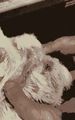 肉鸡亚硒酸钠缺乏