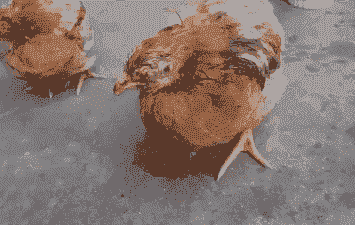 肉鸡站不稳还传染