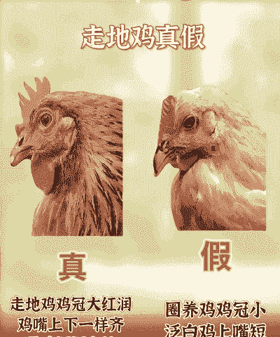 肉鸡和蛋鸡哪个赚钱
