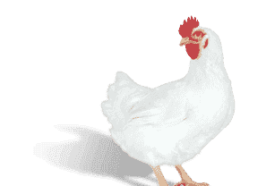 哈伯德肉鸡的缺点