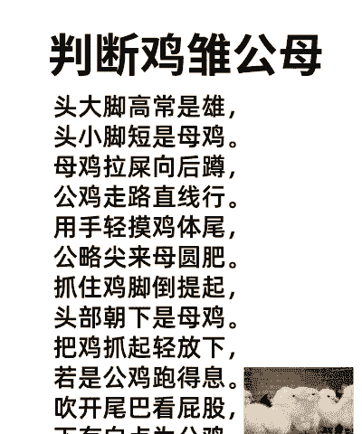 肉鸡与白羽鸡区别