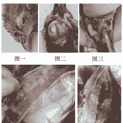 肉鸡的支原体疾病