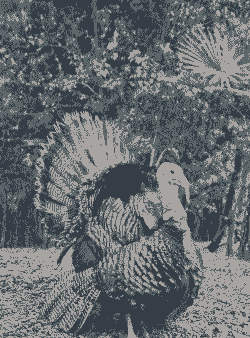 美国肉鸡是火鸡吗