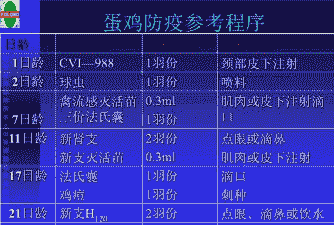 小肉鸡的防疫流程