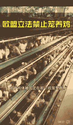 笼养肉鸡温控的弊端