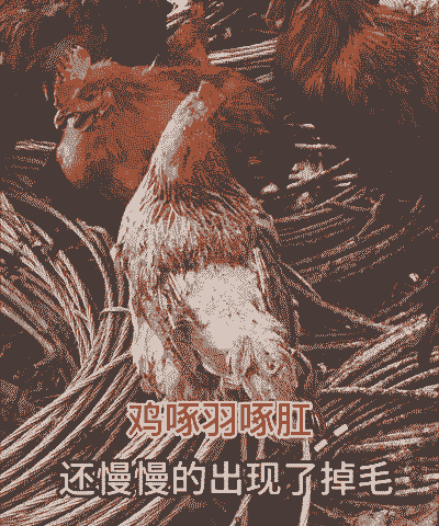 肉鸡强制换羽的缺点