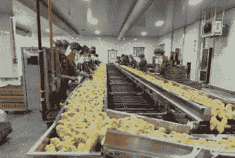 肉鸡孵化厂哪家好