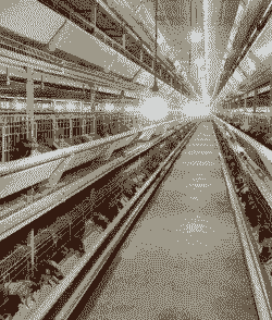 蛋鸡和肉鸡养殖前景