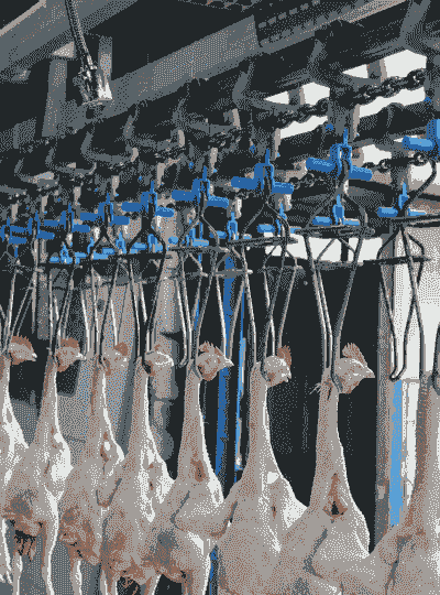 肉鸡生产国产要求