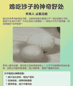 肉鸡吃沙子的好处