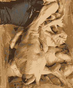 什么是商品代肉鸡