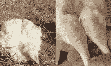 肉鸡病毒是什么症状