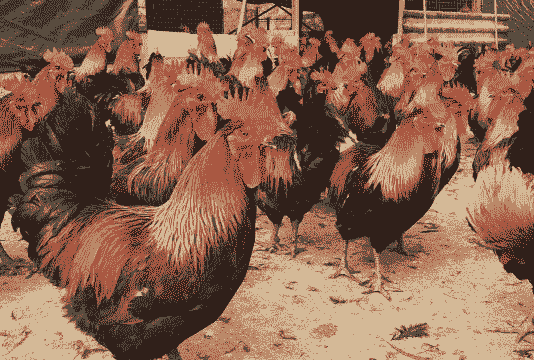 贵州哪里有收肉鸡