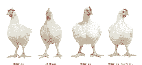 白羽肉鸡属于什么品种