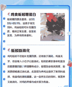 肉鸡可以吃蚯蚓吗